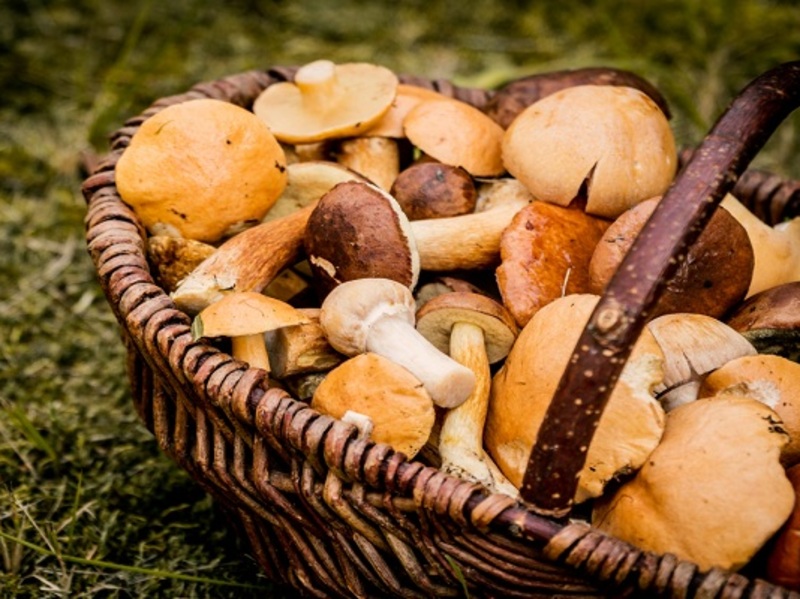 Image of 6 facts you didn't know about Mushrooms article