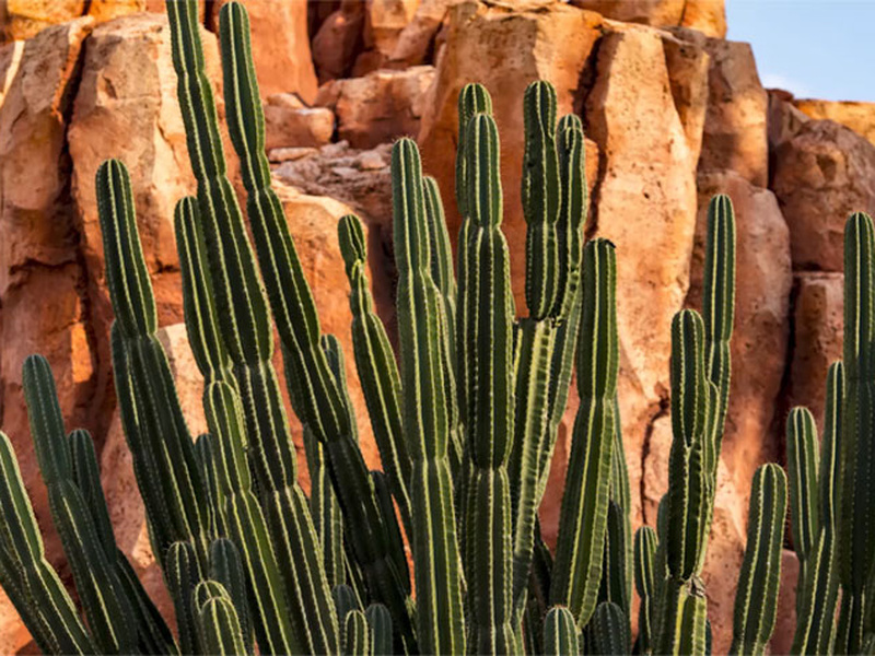 Image of Cactus’ secret properties article